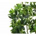 140 CM ŞEFLERA AĞACI